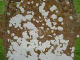 image of grave number 344630